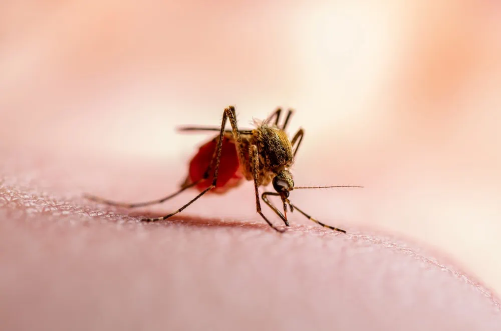 Dangerous,Dengue,Infected,Mosquito,Bite,On,Green,Background.,Leishmaniasis,,Encephalitis,