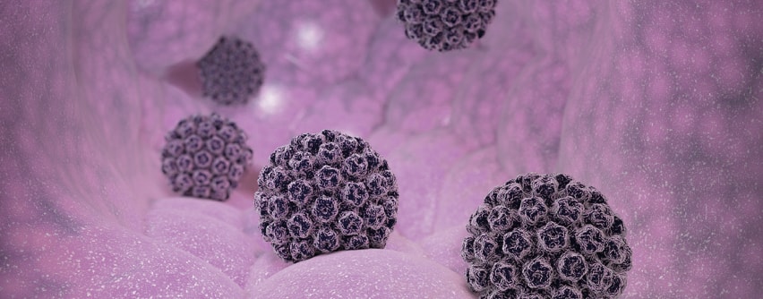 papilomavirus uman in vitro