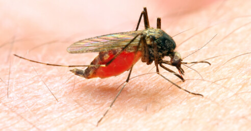 Malária: entenda os sintomas e tratamento