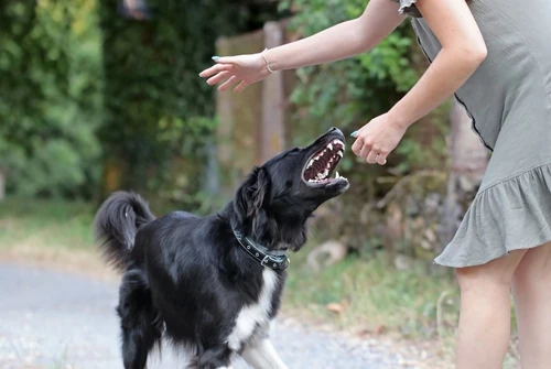 Agressive,Dog,Attacking,A,Young,Caucasian,Woman.,Black,And,White