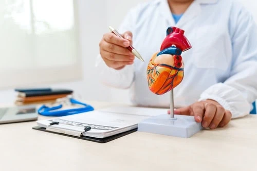 A,Cardiologist,Uses,A,Heart,Model,To,Demonstrate,The,Anatomy,