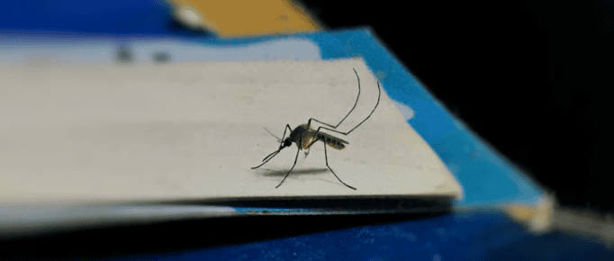 Dengue e Síndrome de Guillain Barré