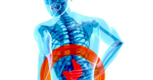 A imagem mostra uma gravura do corpo humano, com transparência, onde se vê o contorno da pele, a estrutura do esqueleto, e destaca a região abdominal com um círculo laranja.
