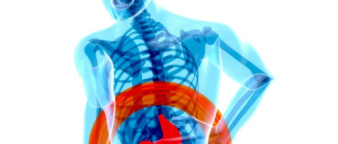 A imagem mostra uma gravura do corpo humano, com transparência, onde se vê o contorno da pele, a estrutura do esqueleto, e destaca a região abdominal com um círculo laranja.