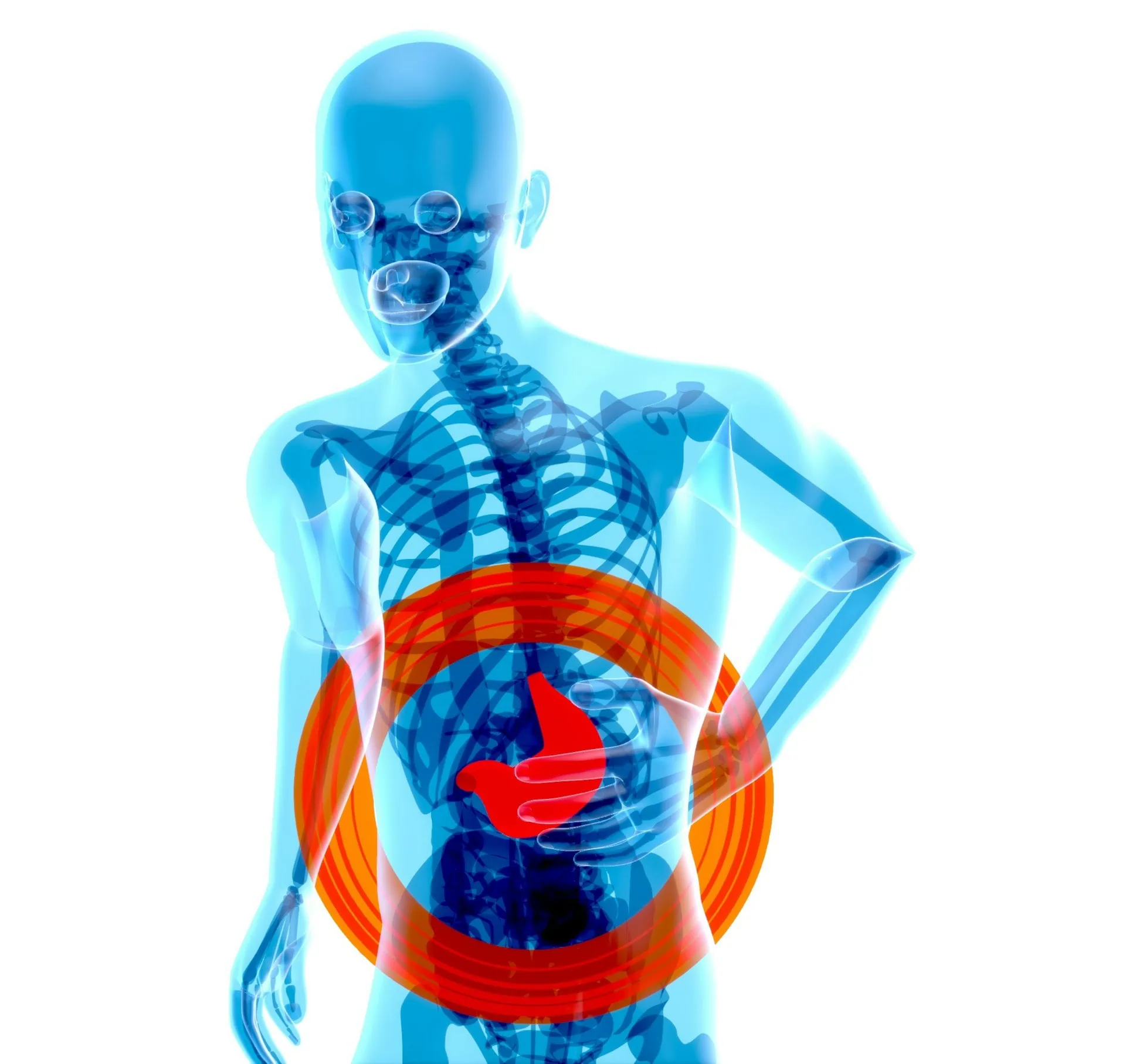 A imagem mostra uma gravura do corpo humano, com transparência, onde se vê o contorno da pele, a estrutura do esqueleto, e destaca a região abdominal com um círculo laranja.
