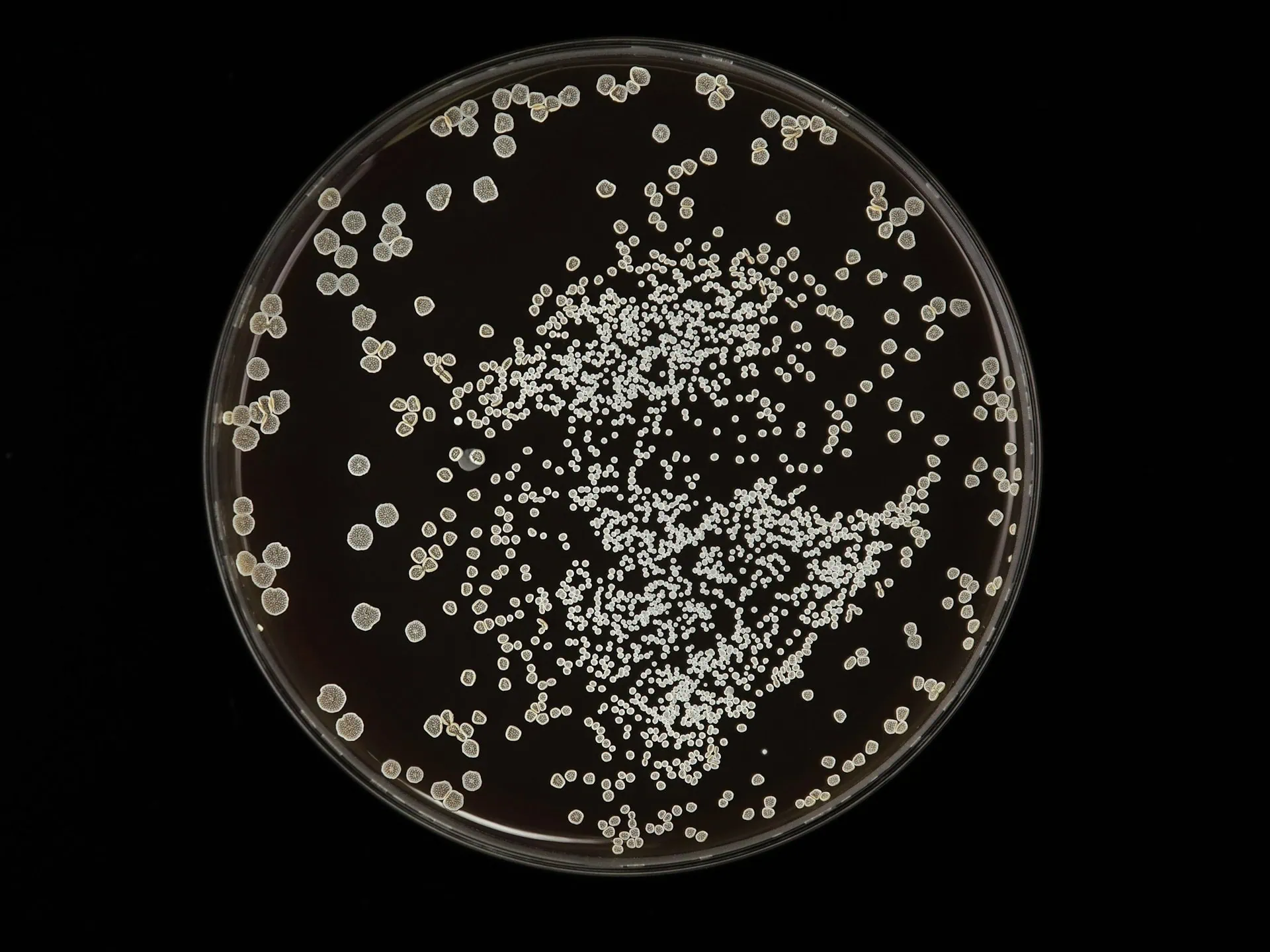 Imagem de uma lâmina de microscópio.