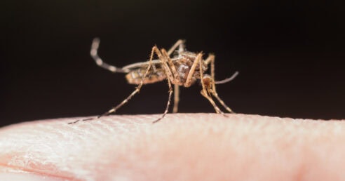 ALT: imagem de um mosquito, um pernilongo pousado sobre um dedo humano.
