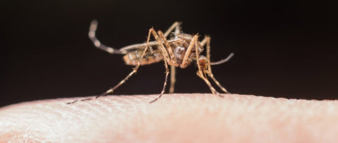 ALT: imagem de um mosquito, um pernilongo pousado sobre um dedo humano.