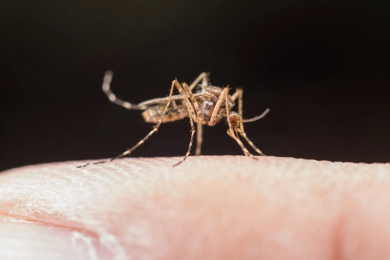 ALT: imagem de um mosquito, um pernilongo pousado sobre um dedo humano.
