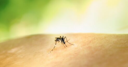 ALT: mosquito da malária.