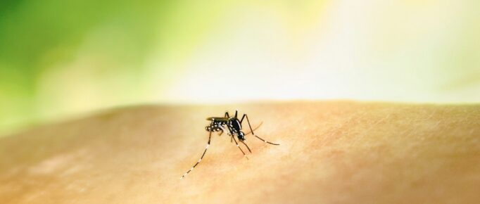 ALT: mosquito da malária.