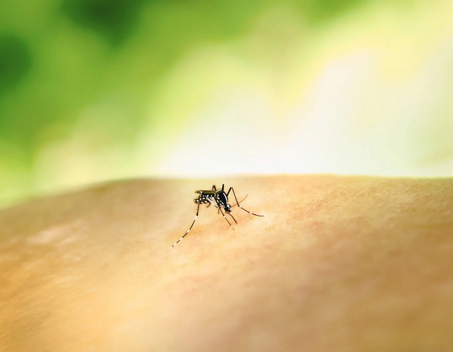 ALT: mosquito da malária.
